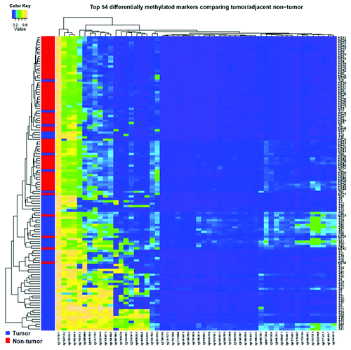 Figure 2. Hierarchical cluster analysis of all 54 significantly differentially methylated miRNA CpG sites between 62 tumor and adjacent non-tumor tissues. Blue represents tumor tissue, and red represents adjacent non-tumor tissue.
