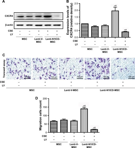 Figure 4 N1ICD improved CXCR4 expression and the subsequent migration capacity of MSCs via PI3K/Akt.