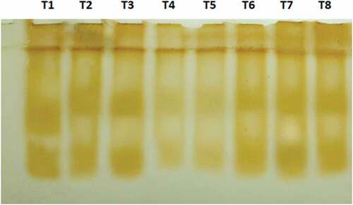 Figure 4. Relative mobility (Rm) of peroxidase isoforms in Dendrobium leaves, separated by anionic polyacrylamide gel electrophoresis at 30 DAT.