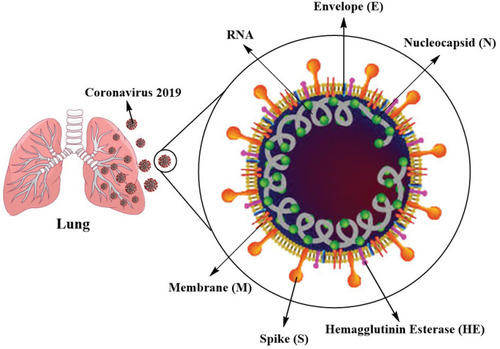 Figure 2 SARS-CoV-2 virus structure.