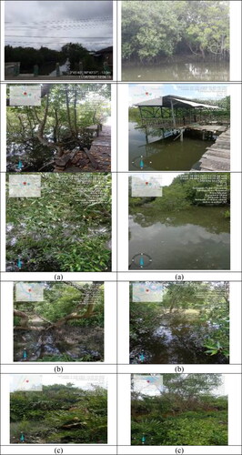 Figure 6. The condition of mangroves: (a). in Medan Belawan, (b). Medan Marelan and (c). Medan Labuhan.