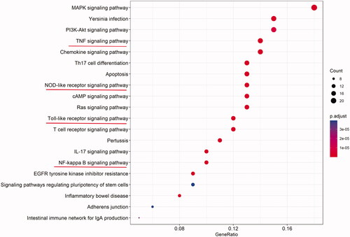 Figure 6. Kyoto Encyclopaedia of Genes and Genomes enrichment analysis of Qiangli Wuhu mixture in the treatment of pneumonia. P adjust represents the significance of enrichment; the redder the colour, the higher the significance.