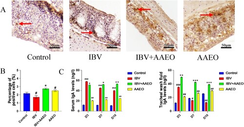 Figure 5. Effect of AAEO on the immune status of broilers infected with IBV. Tracheal sections were obtained from broilers on day 7. Tracheal wash fluid and serum were collected on days 3, 7, and 10, respectively. Tracheal sections were examined via immunohistochemistry, and antibody levels were detected via ELISA. A and B: Distribution and percentage of IgA+ cells in the trachea of broilers between the groups. IgA+ cells (red arrows) stained with yellow–brown. C: Antibody levels of broilers in different treatment groups. #P < 0.05, ##P < 0.01, ###P < 0.001 versus the control group; *P < 0.05, **P < 0.01, ***P < 0.001 versus the IBV group.