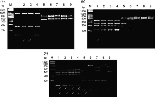 Figure 4. Polyacrylamide gel electrophoretic patterns of the PCR product (1152 bp) from the σNS-encoding gene of each isolate digested with restriction enzymes Bcn I (4a), Hae III (4b), and Taq I (4c). Lane M, molecular weight marker of 1 kb DNA ladder; lane 1, S1133; lane 2, 2408; lane 3, 750505; lane 4, 601SI; lane 5, 601G; lane 6, R2/TW; lane 7, 916; lane 8, 918; lane 9, 1017-1. The arrows indicate the faint bands. A diagram showing the location of restriction site is shown in Figure 5.