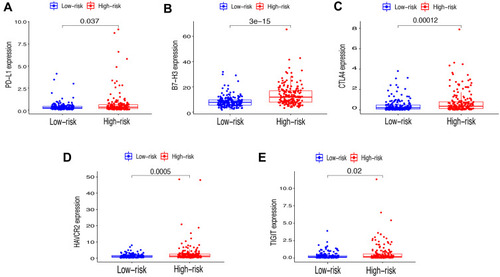Figure 9 Relationships between risk score and expression level of immune checkpoint genes. (A) PD-L1, (B) B7-H3, (C) CTLA4, (D) HAVCR2 and (E) TIGIT.