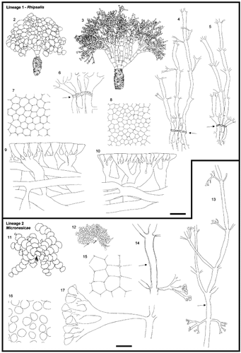 Figs 2 – 17. (facing page) Morphology of Halimeda sections. Figs 2 – 10. Section Rhipsalis, Lineage 1. Figs 2, 3. General morphology. Fig. 2. H. simulans, H.0032. Fig. 3. H. cylindracea, HEC7612. Figs 4, 5. Medullary and nodal fusion. Fig. 4. H. cylindracea, H.0018. Fig. 5. H. simulans, H.0071. Fig. 6. Detail of nodal fusion. H. simulans, H.0071. Figs 7, 8. Surface view. Fig. 7. H. simulans, H.0071. Fig. 8. H. cylindracea, H.0018. Figs 9, 10. Cortical structures. Fig. 9. H. simulans, H.0071. Fig. 10. H. cylindracea, H.0018. Arrows indicate the location of the node. Figs 11 – 17. Section Micronesicae, Lineage 2. Figs 11, 12. General morphology. Fig. 11. H. fragilis, HEC14230. Fig. 12. H. micronesica, WLS184-02. Fig. 13. Medulla going through the nodal region. H. micronesica, H.0014. Fig. 14. Detail of a siphon at the node. H. fragilis, HV53. Figs 15, 16. Surface view. Fig. 15. H. cryptica, H.0237. Fig. 16. H. micronesica, WLS184-02. Fig. 17. Cortical structures. H. micronesica, WLS184-02. The cortical structures of H. micronesica are drawn from a slide prepared differently from those of all other species, because of the total lack of adhesion between utricles. Arrows indicate the location of the node. Scale bars represent: 25 mm for thalli, 500 μm for medulla, 250 μm for details of nodal structure, 60 μm for cortical structures and surface view.