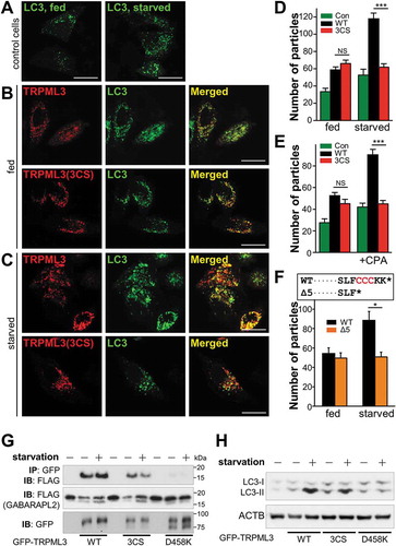 Figure 6. Effect of palmitoylation on MCOLN3/TRPML3 trafficking in the context of autophagy. (A-C) HeLa cells transfected with a plasmid encoding GFP-LC3 only (a) or co-transfected with a plasmid encoding mCherry-MCOLN3/TRPML3 or mCherry-MCOLN3/TRPML3(3CS) were kept in fed medium (b) or serum starved for 2 h (c). (d and e) The number of GFP-LC3 puncta in serum-starved cells (d) or in cells treated with 25 µM CPA for 3 h (e) was counted using ImageJ and given as the mean ± SEM of 12–28 cells (*p < 0.05, ***p < 0.005, Student’s t-test). (f) The upper panel shows the C-terminal amino acid sequence of WT MCOLN3/TRPML3 and MCOLN3/TRPML3(Δ5), where Δ5 indicates truncation of the last 5 amino acids of MCOLN3/TRPML3 including the palmitoylation sites. The number of GFP-LC3 puncta in cells co-transfected with WT MCOLN3/TRPML3 or MCOLN3/TRPML3(Δ5) was counted and given as the mean ± SEM of 11–14 cells (*p < 0.05, Student’s t-test). (g) HEK293T cells expressing GFP-tagged WT, 3CS or D458K MCOLN3/TRPML3 with FLAG-GABARAPL2 were kept in full medium or serum-starved for 2 h and immunoprecipitated samples with anti-GFP antibody were subjected to western blotting with anti-FLAG antibody. The inputs, corresponding to 5% of the amount used for each immunoprecipitation, were blotted with anti-FLAG antibody (middle panel) and anti-GFP antibody (lower panel). (h) Cell lysates in panel (g) were used for western blot analysis to assay endogenous LC3 levels. ACTB/β-actin was used as a loading control.