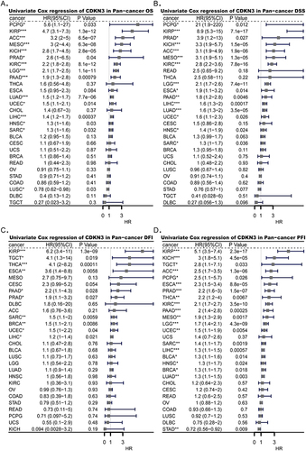 Figure 2 The prognostic significance of CDKN3. Univariate Cox regression analysis was performed, and forest maps are shown for (A) OS, (B) DSS, (C) DFI, and (D) PFI. *p < 0.05, **p < 0.01, ***p < 0.001.