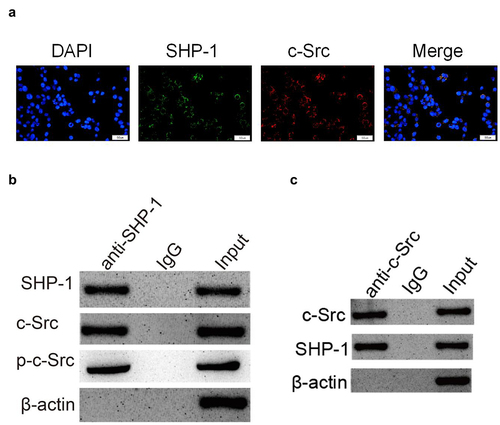 Figure 3. SHP-1 is directly combined with c-Src. (a) The immunofluorescence co-localization of SHP-1 and c-Src protein in HL-1 cells. Scale bar: 50 μm. (b) Co-IP test was performed with SHP-1 antibody and cell extract co-precipitated IgG polyclonal antibody was used as control, and the cell extract was set as an input. (c) Co-IP test was performed with c-Src antibody and cell extract co-precipitated IgG polyclonal antibody was used as control, and the cell extract was set as an input.