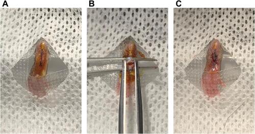 Figure 1 Representative photographs of surgical procedures of superficial and deep incisional pain model.