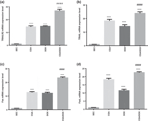 Figure 4. Effect of chlorogenic acid (CGA) treatment alone and in combination with doxorubicin (DOX) on gene expression of (a) TRAILR2, (b) TRAIL, (c) Fas and (d) FasL. Values are expressed as mean ± SEM. n = 8 except SEC group, n = 10. **** Significant difference as compared to the SEC group at P < 0.0001 and #### significant difference as compared to the DOX group at P < 0.0001.