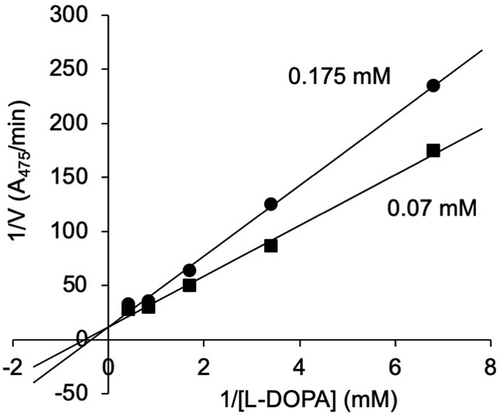 Figure 4. Lineweaver–Burk plot for the enzyme reactions carried out in the presence of 0.175 mM (circles) and 0.07 mM (squares) of 6-hydroxy-L-tryptophan.
