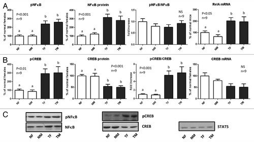 Figure 5. Expression and phosphorylation of NFκB p65 (RelA) and CREB in the liver of GH-overexpressing transgenic mice and normal controls. Liver extracts from young adult normal female (NF), normal male (NM), GH-transgenic female (TF) and GH-transgenic male (TM) mice were analyzed by immunoblotting to determine the phosphorylation and protein content, or by reverse-transcriptase quantitative PCR (qRT-PCR) to assess mRNA levels. (A) NFκB p65 (Rel A) phosphorylation at Ser536 (pNFκB), protein content, phosphorylation/protein content ratio and mRNA levels. (B) CREB phosphorylation at Ser133 (pCREB), protein content, phosphorylation/protein content ratio and mRNA levels. (C) Representative results of immunoblots are shown. Reprobing with anti-STAT5 antibody demonstrated similar protein loading in all lanes. Results are expressed as % of the mean values in normal female mice. Data are the mean ± SEM nine sets of different individuals per group (n). Different letters denote significant difference at p < 0.05. NS, not significant.