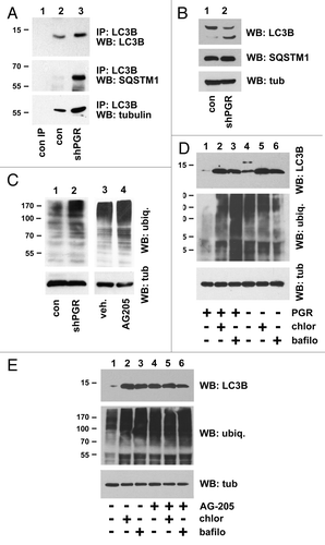 Figure 6. PGRMC1 promotes the degradation of ubiquitinated proteins. (A) LC3B was immunoprecipitated from control cells (lane 2) or PGRMC1-knockdown cells (shPGR, lane 3). Lane 1 is an identical precipitation reaction of control cell lysates (identical to lane 2) with a control antibody. Precipitates were analyzed for LC3B (top), SQSTM1 (second panel) or TUBA (third panel). (B) The loading controls for the source lysates for (A) revealed little change in SQSTM1 and TUBA levels. (C) Lysates from control (lane 1) or PGRMC1-knockdown cells (lane 2) were probed by western blot for ubiquitinated proteins. In lanes 3 and 4, A549 cells were treated with a vehicle (lane 3) or 20 μM AG-205 (lane 4) for 24 h. (D) Control cells (lanes 1 to 3) or PGRMC1-knockdown cells (lanes 4 to 6) were grown in serum-containing media, treated with vehicle (lanes 1 and 4), 30 μM chloroquine (lanes 2 and 5) or 100 nM bafilomycin A1 (lanes 3 and 6) for 24 h and analyzed for LC3B (top), ubiquitin (middle panel) or TUBA (lower panel). (E) A549 cells were treated with vehicle (lanes 1–3) or 20 μM AG-205 (lanes 4 to 6) and bafilomycin A1 or chloroquine, as described for (D) and analyzed by western blot as for (D).
