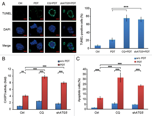 Figure 5. Inhibition of autophagy by chloroquine or ATG5 shRNA enhanced the apoptotic effect of PDT in CSCs. (A) Apoptotic cells of PROM1/CD133+ PCCs were visualized by TUNEL assay at 24 h post-PDT (1.3 J/cm2). Nuclei were specifically labeled using DAPI staining. Scale bar: 50 μm. The percentage of TUNEL-positive cells was scored per 100 cells. (B) Whole cell lysates of PROM1/CD133+ PCCs were collected at 24 h post-PDT (1.3 J/cm2) and measured by CaspACE™ Assay System for CASP3 activities. (C) The percentage of apoptotic cells of PROM1/CD133+ PCCs was monitored by ANXA5-FITC-PtdIns staining and flow cytometry at 24 h post-PDT (1.3 J/cm2), and apoptotic ratio was calculated by plotting ANXA5-FITC-positive cell number against total cell number. These results are expressed as the mean ± SE of 3 different experiments. *P < 0.05; **P < 0.01; ***P < 0.001.