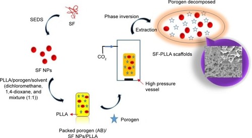 Figure 1 Schematic representation elucidating the sequential steps of the scaffold design.Abbreviations: AB, ammonium bicarbonate; SEDS, solution-enhanced dispersion using supercritical carbon dioxide; SF, silk fibroin; PLLA, poly(l-lactic acid); NPs, nanoparticles.