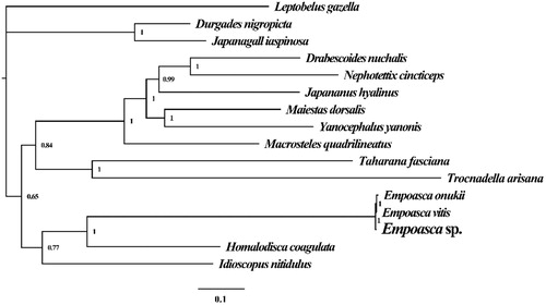 Figure 1. Molecular phylogenies of 16 species based on the Bayesian inference analysis of the combined mitochondrial gene set (13 core protein-coding genes + 2 rRNA genes). Node support values are Bayesian posterior probabilities (BPP). Mitogenome accession numbers used in this phylogeny analysis: Empoasca onukii (NC_037210), Trocnadella arisana (NC_036480), Japananus hyalinus (NC_036298), Maiestas dorsalis (NC_036296), Yanocephalus yanonis (NC_036131), Taharana fasciana (NC_036015), Japanagallia spinosa (NC_035685), Durgades nigropicta (NC_035684), Macrosteles quadrilineatus (NC_034781), Idioscopus nitidulus (NC_029203), Drabescoides nuchalis (NC_028154), Nephotettix cincticeps (NC_026977), Empoasca vitis (NC_024838), Leptobelus gazelle (NC_023219), and Homalodisca vitripennis (NC_006899).