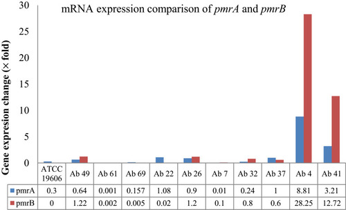 Figure 1 Gene expression comparison of pmrA and pmrB in colistin-resistant (Ab 4, Ab41) and susceptible isolates (Ab49, Ab61, Ab69, Ab22, Ab26, Ab7, Ab32, Ab37) and A. baumannii ATCC 19606.