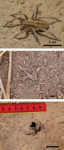 Figure 1. Photos of a wolf spider (top) and soil surfaces with the holes made by termites (center) and a wolf spider (bottom).