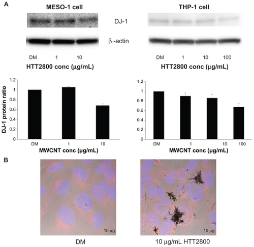 Figure 2 DJ-1 protein expression after HTT2800 exposure. MESO-1 and THP-1 cells were exposed to varying concentrations of HTT2800 for 4 days. (A) Expression of DJ-1 protein was normalized to β-actin and represented as the ratio compared with dispersant medium (n = 4, mean ± standard error of the mean). (B) Cellular localization of DJ-1 protein in MESO-1 cells after exposure to 10 μg/mL of HTT2800 for 96 hours (DJ-1 was stained with Alexa Fluor® 594 and nuclei were stained with H33342).Note: Bars in white indicate 10 μm.Abbreviation: DM, dispersant medium containing 0.001% gelatin.