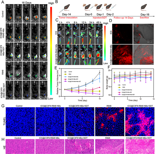 Figure 4 Experimental results of synergistic sono-immunotherapy in vivo. (A) Bioluminescence images of tumor-bearing mice in different groups at the 16 th days of the follow-up period. (B) Schematic illustration of synergistic sono-immunotherapy strategy against subcutaneous transplant tumor. (C) In vivo distribution of free ICG and ICG@C3F8-R848 NBs in tumor-bearing mice at different time points. (D) The fluorescence intensity of ICG@C3F8-R848 NBs and ICG alone in the tumor interior. Scale bar = 200 μm. (E) Tumour-growth curves of different groups of tumour-bearing mice after various treatments as indicated in the figure. (F) Weight of tumour-bearing mice of different groups after various treatments as indicated in the figure. (G and H) TUNEL and H&E staining for pathological changes in the tumor tissue. Scale bar = 10 μm. Scale bar = 100 μm.