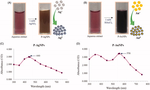 Figure 2. Visible colour observation of reaction mixture and control for P-AgNPs (A) and P-AuNPs (B), respectively. UV–vis spectra showing maximum absorbance at 440 nm P-AgNPs (C) and 558 nm for P-AuNPs (D).