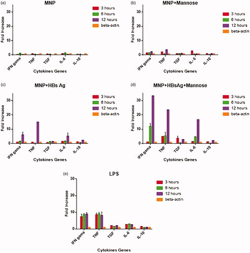 Figure 8. Real-time-PCR quantification of IFN-γ, TNF-α, TGF-β, IL-10 and IL-6 cytokine gene expressions in macrophage/dendritic cells MNP (A), MNP + mannose-stimulated cells (B), MNP + HBsAg-stimulated cells (C), MNP + HBsAg + mannose-stimulated cells (D), and LPS-stimulated cells compared with β-actin gene (E). Expression was monitored over a 12-h period.