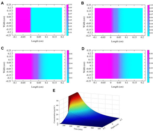 Figure 6 The drug concentration of PAE-NEs over time and skin depth. (A–D) The 2D drug penetration process and the drug concentration at the FEA simulation time of 0, 100, 200, and 300 min, respectively; (E) 3D schematic of the drug concentration–time–skin depth of FEA simulation.