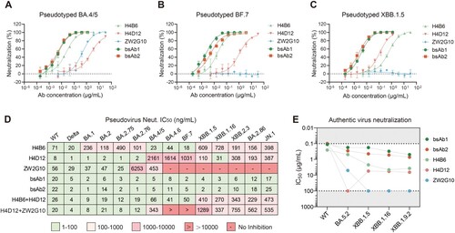 Figure 2. Enhanced neutralizing potency and breadth for bsAbs. (A-C) Neutralization curves of parental mAbs and bsAbs against pseudotyped viruses of Omicron sublineages BA.4/5 (A), BF.7 (B), XBB.1.5 (C). The data were representative of one of at least two independent experiments and were displayed as the mean ± SD. (D) Summary of the IC50 values for pseudotyped viruses determined by nonlinear regression, i.e. log (inhibitor) vs. response (three parameters). (E) Cytopathic effect (CPE) assay of parental mAbs and bsAbs against authentic SARS-CoV-2 WT stain and Omicron subvariants. The IC50 values were calculated by the Reed-Muench method. The cutoff was set at 0.1 and 100 μg/mL (grey bar). Each dot represented one from two or three independent experiments in which four replicates per antibody were performed.