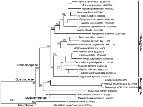Figure 1. The phylogenetic tree of representative species in Araneae was constructed by Bayesian method with 1000 bootstrap replicates using 13 protein-coding genes of 30 species. GenBank accession numbers for the sequences are indicated next to species designations.