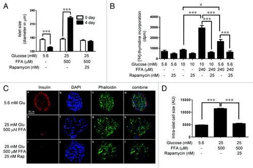 Figure 7.(A) mTORC1-dependent increase in rat islet size under nutrient overload. Phase contrast images of rat islets (40) before and after the 4 days incubation period under various conditions as indicated were acquired using a 20× objective. The diameter of each islet was computed by converting pixels to μm using the Metamorph image analysis software. The white and the black bars indicate the sizes of the islets before and after the treatment, respectively. Data are the means ± SEM of n = 3 experiments. (B) mTORC1-dependent new DNA synthesis in rat islets under nutrient overload. Rat islets (100) were cultured for 4 days under various conditions as indicated. [3H]thymidine was added to each dish 24 h prior to the end or the 4-day period. Data are the means ± SEM of n = 3 experiments. dpm, disintegrations per minute. (C) Islet cell expansion under nutrient overload determined by immunohistochemistry. Rat islets (50) were cultured for 4 days in cCMRL containing 5.6 mM glucose, 25 mM glucose + 500 μM FFAs, or 25 mM glucose + 500 μM FFAs+25 nM rapamycin. Frozen sections (10 μm) of islets were processed for immunostaining (insulin [red], nuclei [blue], and phalloidin [green]). Images were rescaled using Adobe Photoshop software. (D) The bar graph shows the average area of intra-islet cells determined using the Metamorph image analysis software. Data are the means ± SEM of ~250 cells obtained from 10–15 islet sections per condition.