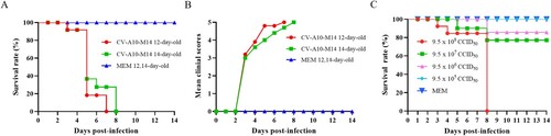 Figure 5. CV-A10-M14 susceptible Kunming mouse model. Kunming mice at 12 and 14 days of age were intraperitoneally (i.p.) inoculated with CV-A10-M14 at dose of 9.5 × 108 CCID50/mouse. Control groups were inoculated with MEM medium. Survival rate (A) and clinical scores (B) were monitored and recorded daily until 14 days post-infection (dpi). The LD50 of CV-A10-M14 was determined through the i.p. inoculation at the doses ranging from 9.5 × 105 to 9.5 × 108 CCID50/mouse (C).