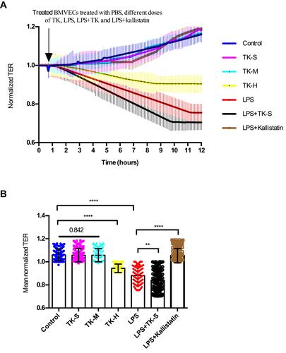 Figure 4 Effect of tissue kallikrein (TK) on the integrity of brain microvascular endothelial cell (BMVEC) monolayers. Transcellular electrical resistance (TER) measurements were recorded in monolayers of BMVECs during treatment with the indicated combinations of PBS, standard dose of TK (TK-S), medium dose of TK (TK-M), high dose of TK (TK-H), LPS, LPS+ TK-S and LPS+kallistatin. (A) Real time electric cell–substrate impedance sensing (ECIS) measurements were conducted using normalized TER to record BMVECs s permeability from 3 independent experiments. The lines denote the mean normalized resistance TERs ± standard deviation of the mean (SD). (B) Mean normalized TERs were measured from 3 independent experiments using ECIS. **P<0.010; ****P<0.0001.