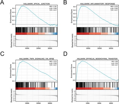 Figure 4 Enrichment hallmarks from the gene set enrichment analysis (GSEA). (A) Apical junction. (B) Inflammatory response. (C) TNFA signaling via NFKB. (D) Epithelial mesenchymal transition.