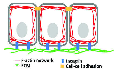 Figure 1. The epithelium. Filamentous actin cytoskeleton forms networks at the cell cortex and is connected through cell-cell adhesion and cell-matrix adhesion.