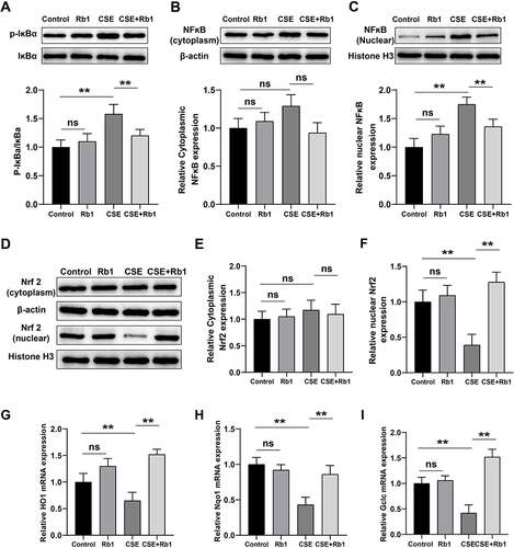 Figure 5 Rb1 abolished the effects of CSE on NF-κB/Nrf2 signaling pathways in BEAS-2B cells. (A) Representative blots and statistical graphs of relative protein expression of p-IκBα and IκBα. (B and C) Representative blots and statistical graphs of relative protein expression of NF-κB in cytoplasm and nucleus. (D), Representative blots of Western blot for cytoplasmic and nuclear Nrf2. (E and F) Statistical graphs of cytoplasmic and nuclear Nrf2 protein. (G–I), Relative mRNA expression levels of HO-1. Nqo1 and Gclc. **P<0.01.