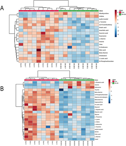 Figure 3 Heatmap of differential metabolites in the SN-38 group compared with controls, featuring: (A) Hippocampus and (B) Cerebral Cortex.Each color in the heatmap represents metabolite changes: blue for down-regulation, and red for up-regulation.In the heatmap, rows represent samples and columns represent metabolites.
