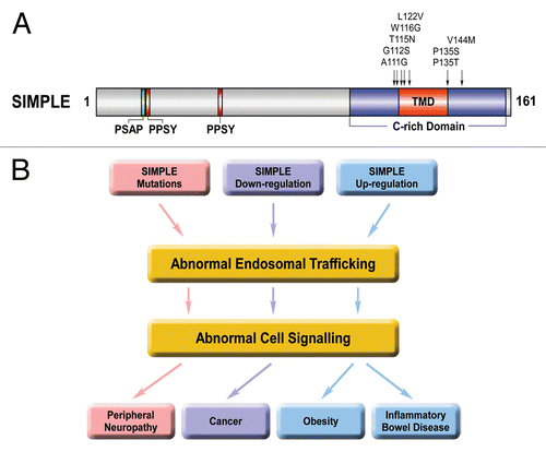 Figure 1. Endosomal trafficking and signaling dysregulation as a potential pathogenic mechanism in CMT and other diseases that involve SIMPLE dysfunction. (A) Domain structure of SIMPLE and mutations found in CMT1C patients. PSAP, predicted TSG101-binding site; PPSY, predicted NEDD4-binding site; C-rich domain, cysteine-rich domain; TMD, predicted transmembrane domain. The locations of CMT1C-linked SIMPLE mutations are indicated on the domain structure. (B) Potential pathogenic roles of SIMPLE dysfunction in CMT, cancer, obesity and inflammatory bowel diseases. Our recent workCitation24 suggests a pathogenic pathway by which CMT1C-linked SIMPLE mutationsCitation2-Citation6 cause demyelinating peripheral neuropathy by disrupting endosome-to-lysosome trafficking and signaling attenuation of NRG1-activated ErbB2/ErbB3 receptors and consequently prolonging their signaling to downstream pathways in Schwann cells (colored in pink). Downregulation of SIMPLE expression found in several types of cancerCitation11-Citation14 may contribute to the process of malignant transformation by impairing endosome-to-lysosome trafficking and signaling attenuation of mitogenic signaling receptors (colored in lavender). Upregulation of SIMPLE expression found in obesityCitation15 and inflammatory bowel diseasesCitation16 may contribute to the pathogenesis or progression of these diseases by altering endosomal trafficking and intracellular signaling (colored in blue).