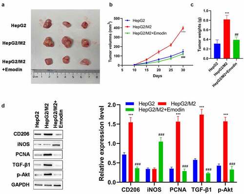 Figure 6. Emodin suppresses tumor growth and promotes the polarization of M2 to M1 macrophages in HCC in vivo. (a) The representative image, (b) growth curve, and (c) weight of xenografts collected from HepG2, HepG2/M2, and HepG2/M2+ emodin groups. (d) The protein expression of CD206, iNOS, PCNA, TGF-β1, and p-Akt in xenografts was detected by Western blot. ***P < 0.005, vs. HepG2 group; ###P < 0.005, vs. HepG2/M2 group.