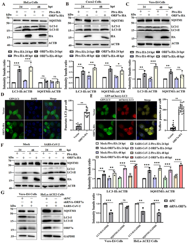 Figure 3. ORF7a expression is sufficient to inhibit autophagic flux. HeLa cells (A), Caco2 cells (B) and Vero-E6 cells (C) were transfected with empty vector or ORF7a-HA. At 24 h or 48 h after transfection, cell lysates were subjected to western blotting analysis. The expression of ORF7a was verified by western blotting using anti-HA antibodies. ACTB served as the protein-loading control. The relative protein expression levels were quantified by densitometry analysis of at least three independent replicates. Error bars represented standard deviations of the means (n = 3). *, p < 0.05; **, p < 0.01; ***, p < 0.001. (D) HeLa cells were cotransfected with GFP-LC3 and ORF7a-HA or empty vector for 24 h, and then the cells were fixed and immunostained with DAPI (blue) to stain nuclear DNA. Autophagosomes (green) were observed under a confocal microscope. Scale bar: 10 μm. Quantification of LC3 puncta/cell in HeLa cells was performed from randomly selected cells. Values are expressed as the mean ± SD. **, p < 0.01. (E) HeLa cells were transfected with GFP-mCherry-LC3 and ORF7a-HA or empty vector for 24 h. Then, the cells were fixed, and the fluorescence signals of GFP and mCherry were assessed by confocal immunofluorescence microscopy. Scale bars: 10 μm. Quantification of yellow puncta/cell in HeLa cells was performed from randomly selected cells. Values are expressed as the mean ± SD. **, p < 0.01. (F) HeLa-ACE2 cells were transfected with empty vector or ORF7a-HA for 24 h and then either mock infected or infected with SARS-CoV-2 (MOI = 0.01) for 24 h and 48 h. Cell lysates were subjected to western blotting analysis. The expression of ORF7a was verified by western blotting using anti-HA antibodies. ACTB served as the protein-loading control. The relative protein expression levels were quantified by densitometry analysis of at least three independent replicates. Error bars represent standard deviations of the means (n = 3). **, p < 0.01; ***, p < 0.001. (G) Vero-E6 cells and HeLa-ACE2 cells were transfected with shNC or shRNA-ORF7a for 24 h and then infected with SARS-CoV-2 (MOI = 0.01). Cell lysates were subjected to autophagy analysis by western blot. The silencing effects of ORF7a were verified by western blotting using anti-ORF7a antibodies. The relative protein expression levels were quantified by densitometry analysis of at least three independent replicates. Error bars represent standard deviations of the means (n = 3). Ns, p > 0.05; **, p < 0.01; ***, p < 0.001.