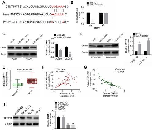 Figure 4 CNTN1 was a target gene of miR-1305. (A) Fragments of CNTN1-WT and CNTN1-Mut containing the binding site for miR-1305. (B) Dual-luciferase reporter assay. **p<0.01. (C) Western blot for CNTN1 protein expression in A2780 and SKOV3 cells after transfection. **p<0.01. (D) Western blot for CNTN1 protein expression in A2780-DDP and SKOV3-DDP cells after transfection. **p<0.01. (E) qRT-PCR for CNTN1 mRNA expression in clinical tissues. (F) Pearson’s correlation analysis for LINC00184 and CNTN1 mRNA expression in clinical tumor specimens. (G) Pearson’s correlation analysis for miR-1305 and CNTN1 mRNA expression in clinical tumor specimens. (H) Western blot was used to research CNTN1 protein expression in A2780, SKOV3, A2780-DDP and SKOV3-DDP cells. **p<0.01 relative to A2780-DDP cells. ##p<0.01 relative to SKOV3-DDP cells. All experiments were performed in triplicate.