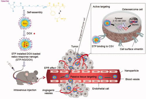 Figure 1. Illustration of STP-NPs/DOX development and its anti-tumor mechanisms.