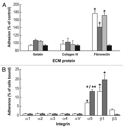 Figure 1 LIF-deprivation increased adhesion of ES-D3 cells grown on fibronectin to α5 disintegrins and anti-α5 antibody. (A) 1.5 × 106 cells were differentiated on flasks coated with 0.1% gelatin (control), 30 µg/ml collagen IV or 10 µg/ml fibronectin for three days (Method I), harvested with 0.5 mM EDTA, loaded with CMFDA dye and submitted for adhesion assay on plates coated with 2 µg/ml per well of VLO4 (white bar), Bitisgabonin-1 (gray bar), EC3 (light gray bar) and VP12 (black bar). The data represents mean ± SEM of three experiments, each performed in triplicates. *p < 0.05 compared to cells grown on gelatin. (B) 1.5 × 106 cells grown on flasks coated with 10 µg/ml fibronectin were cultured for three days in the presence (undifferentiated) or absence (differentiation, Method I) of LIF. The cells were harvested tested for adhesion to plates coated with the different monoclonal anti-α and anti-β antibodies (10 µg/ml per well). White bars, undifferentiated; gray bars, differentiated. The data represent mean ± SEM of six experiments, each performed in triplicates. *p < 0.05 compared to α1; **p < 0.05 compared to α5; +p < 0.05 compared to β3.