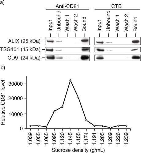 Fig. 3.  Presence of CTB-binding domains in MSC exosomes. a) MSC exosomes were incubated with either biotinylated CTB or biotinylated CD81 antibody and extracted using streptavidin-conjugated beads. The beads were boiled in SDS-PAGE loading buffer and the proteins resolved by SDS-PAGE in a 4–12% gradient gel. After electroblotting the resolved proteins onto a nitrocellulose membrane, the proteins were probed for ALIX, TSG101 and CD9. b) 250 µg MSC CM was loaded on the top of a 22.8–60% sucrose density gradient and ultracentrifuged for 16.5 hours at 200,000×g, 4°C. After centrifugation, 13 fractions were collected starting from the top of the gradient. The density of each fraction was determined by weighing a fixed volume. Fifty microlitres of each fraction was then incubated with 0.5 ηg biotinylated CTB in 100 µL PBS pH7.4 to extract CTB-bound vesicles using streptavidin-conjugated magnetic beads. The bound vesicles on magnetic beads were then incubated with 100 µL 1: 500 diluted HRP-conjugated anti-CD81 antibodies to assay for the relative level of CD81. The level of CD81 was normalized to that in the lightest fraction, that is, 1.039 g/mL.