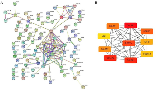 Figure 6 PPI network of identified DEGs constructed using Cytoscape software. (A) PPI network. Genes, the interaction of proteins between genes were represented with circles and lines. According to the degree of interaction, the size and color of the nodes were determined corresponding to each gene. (B) The interaction network of top 10 hub genes.