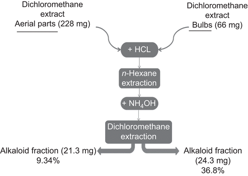 Figure 1.  Isolation of alkaloid fraction from aerial parts and bulbs of Galanthus reginae-olgae Orph. subsp. vernalis Kamari.