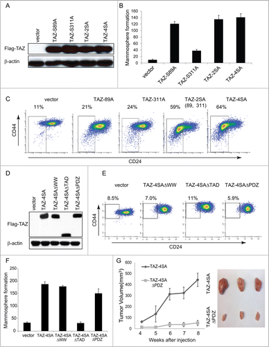 Figure 4. For figure legend, see page 166.Figure 4 (See previous page). The WW and TAD domains are important for TAZ induced mammary tumor formation. (A) Ectopic expression of TAZ-S89A, TAZ-S311A, TAZ-2SA (S89A, S311A), TAZ-4SA in human non-transformed breast epithelial MCF10A cells as revealed by immunoblot. β-Actin was used as the loading control. (B) Quantifications of mammosphere formation of vector or TAZ-S89A, TAZ-S311A, TAZ-2SA (S89A, S311A) and TAZ-4SA transduced MCF10A cells. Bars denote standard errors (n = 6). (C) Flow cytometry analysis of CD44high/CD24low population in vector or TAZ-S89A, TAZ-S311A, TAZ-2SA (S89A, S311A) and TAZ-4SA transduced MCF10A cells. Percentage of CD44high/CD24low subpopulation is indicated. (D) Ectopic expression of TAZ-4SA, TAZ-4SAΔWW, TAZ-4SAΔTAD or TAZ-4SAΔPDZ in human non-transformed breast epithelial MCF10A cells as revealed by immunoblot. β-Actin was used as the loading control. (E) Flow cytometry analysis of CD44high/CD24low population in vector, TAZ-4SAΔWW, TAZ-4SAΔTAD and TAZ-4SAΔPDZ transduced MCF10A cells. Percentage of CD44high/CD24low subpopulation is indicated. (F) Quantifications of mammosphere formation of vector, TAZ-4SAΔWW, TAZ-4SAΔTAD, TAZ-4SAΔPDZ and TAZ-4SA transduced MCF10A cells. Bars denote standard errors (n = 6). (G) TAZ-4SA and TAZ-4SAΔPDZ-transduced MCF10A cells induce mammary tumor formation when injected into the mammary fat pad of NOD/SCID mice (n = 6). Representative images of induced mammary tumors are shown (Right panel).