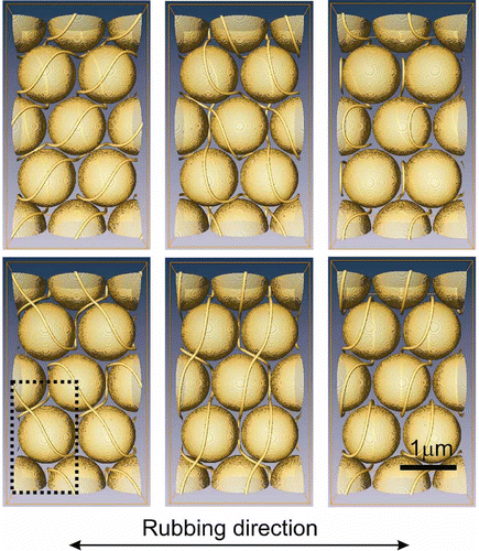 Figure 4. 2D entangled colloidal crystals. Delocalised disclination lines interlink multiple particles in non-co-linear directions forming topologically bound colloidal structures, or defect braids. Particles are at fixed positions forming a 2D hexagonal-close-packed lattice.