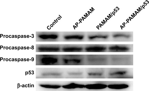 Figure 6 Western blotting analysis for the expression levels of p53 and apoptosis-associated proteins.Abbreviations: AP-PAMAM, 2-amino-6-chloropurine-modified PAMAM; PAMAM, polyamidoamine.