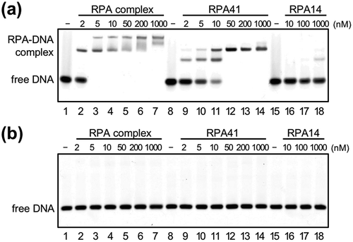 Figure 2. DNA-binding properties of TkoRPA.Electrophoretic mobility shift assay (EMSA) of TkoRPA complex, TkoRPA41, and TkoRPA14 were performed with 5 nM Cy5-labeled ssDNA (a) and dsDNA (b). DNA and various concentrations of TkoRPAs were incubated at 50°C for 15 min. The band assignments are indicated on the side of the panels.